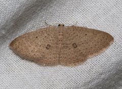 Poecilasthena anthodes