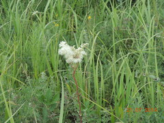 Filipendula stepposa