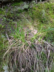 Carex umbellata