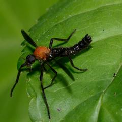 Plecia americana