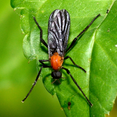 Plecia americana