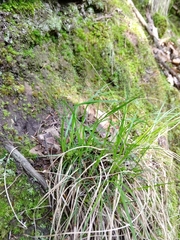 Carex umbellata