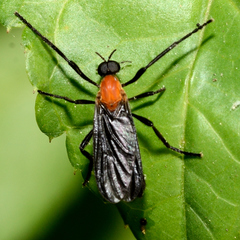 Plecia americana