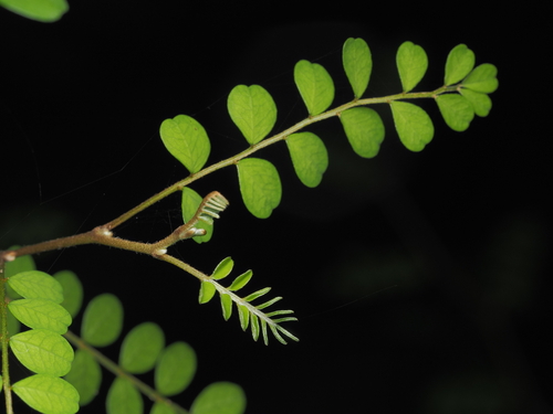 Image of Coastal Kowhai (Sophora chathamica) by (c) Saryu Mae 前 朝琉, some rights reserved (CC BY)