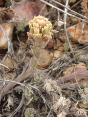 Castilleja cinerea