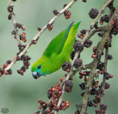 Guaiabero