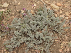 Astragalus leucolobus