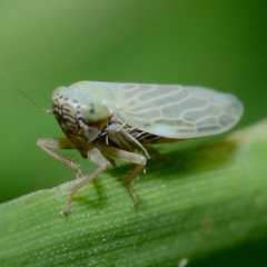 Graminella nigrifrons