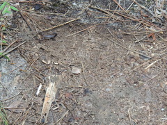 Vaejovis carolinianus