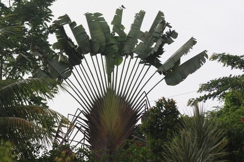 Ravenala madagascariensis