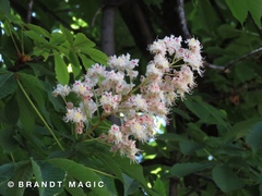 Aesculus hippocastanum