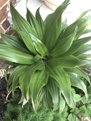 Dracaena fragrans compacta