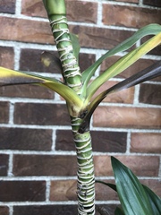 Dracaena fragrans compacta
