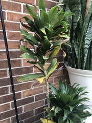 Dracaena fragrans compacta