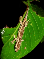 Gunther's Dwarf Gecko photo 2