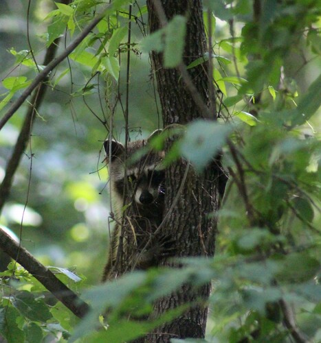 Common Raccoon photographed in Arkansas