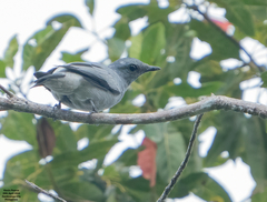 Black-Bibbed Cicadabird photo 1