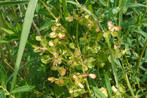 Image of Euphorbia palustris by (c) Patrick Hacker, some rights reserved (CC BY)