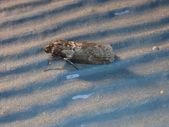 Sciota subcaesiella