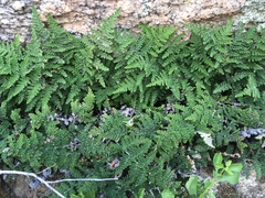 Myriopteris covillei