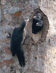 Southern Sooty Woodpecker photo 3