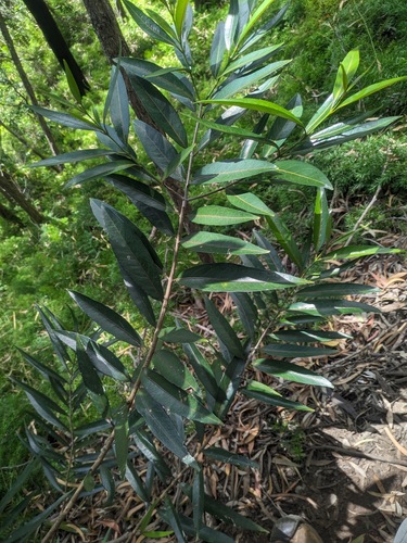Elaeodendron orientale (Elaeodendron orientale)