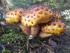 Pholiota glutinosa