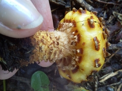 Pholiota glutinosa
