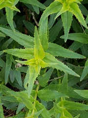 Lithospermum ruderale