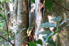Phelsuma standingi
