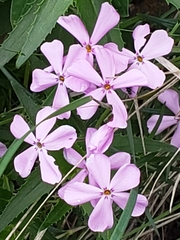 Phlox longifolia