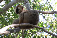 Eulemur rufifrons