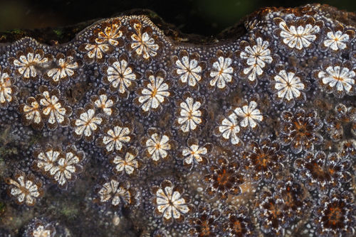Photo of Star ascidian (Botryllus schlosseri)