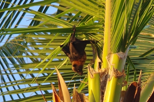 Chuuk Flying-fox (Pteropus pelagicus) — Endangered Mammalia