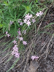 Phlox longifolia