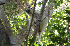 Propithecus verreauxi