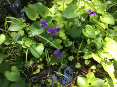 Viola cucullata