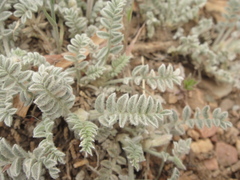 Astragalus leucolobus