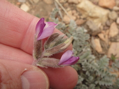 Astragalus leucolobus