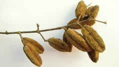 Trigonia nivea pubescens