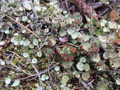 Cladonia phyllophora