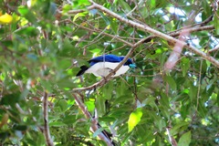 Cyanolanius madagascarinus