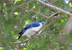 Cyanolanius madagascarinus