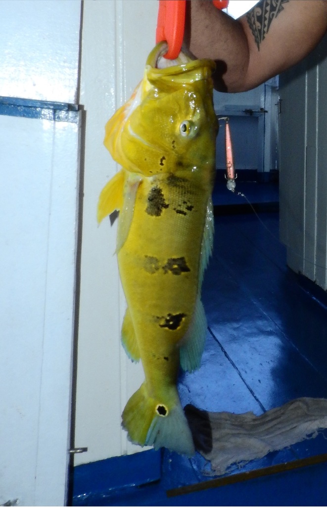 Spotted Peacock Bass (Cichla pinima) - Marine Life Identification