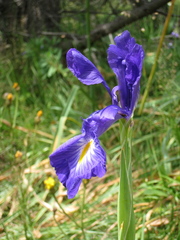 Iris latifolia