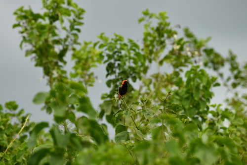 iNaturalist image