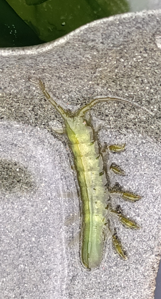 Eelgrass Isopod from Ballard, Seattle, WA, USA on June 23, 2024 at 01: ...