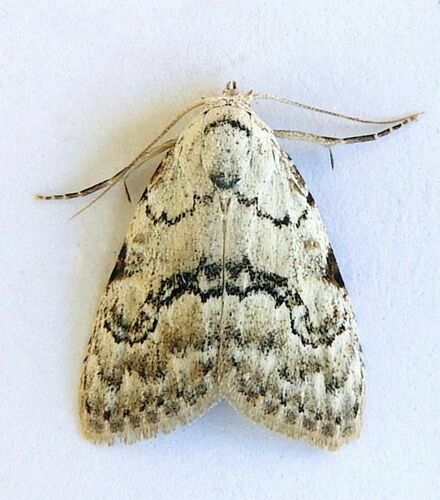 Meganola georgei