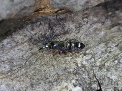 Pogonognathellus nigritus