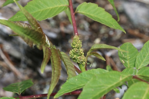 smooth sumac (Rhus glabra)